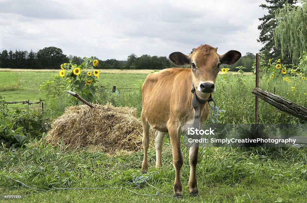 Swiss marrón pantorrilla - Foto de stock de Girasol libre de derechos