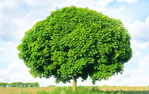 Norway maple(Acer platanoides)