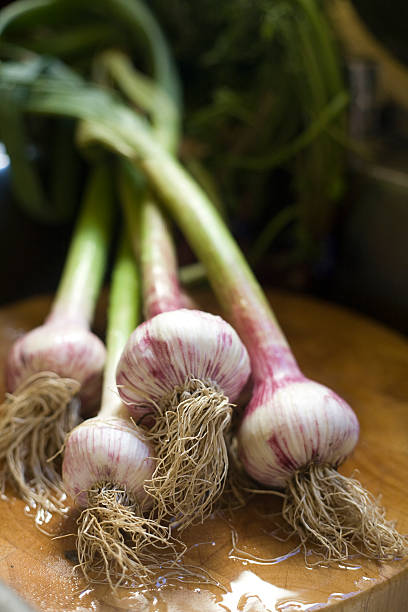 Garlic bulbs with roots and stems from farmer's market stock photo