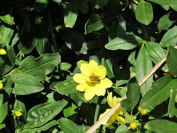 Bee on Yellow Flower Pollinating stock photo