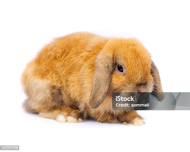 Lop 토끼 동물에 대한 스톡 사진 및 기타 이미지 - 동물, 사진-이미지, 수평 구성