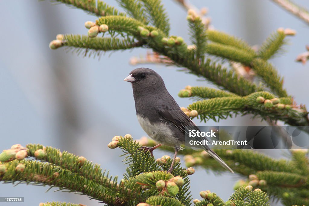 Ciemny-eyed Junco - Zbiór zdjęć royalty-free (Park Narodowy Great Smoky Mountains)