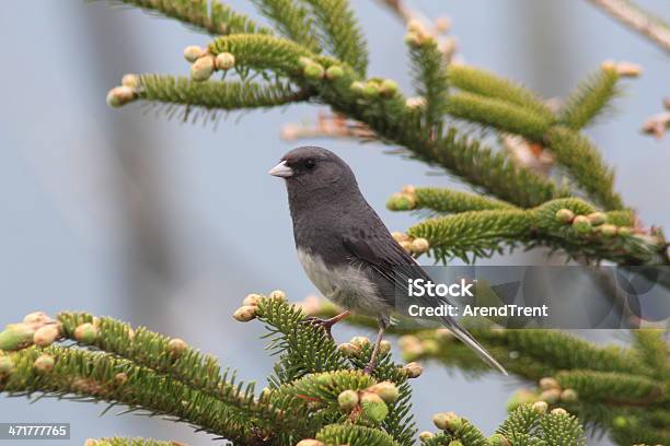 Ciemnyeyed Junco - zdjęcia stockowe i więcej obrazów Park Narodowy Great Smoky Mountains - Park Narodowy Great Smoky Mountains, Appalachy, Część ciała zwierzęcia