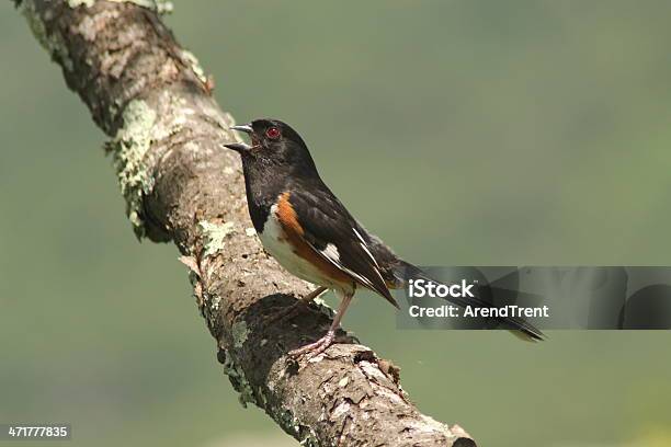 Foto de Eastern Towhee e mais fotos de stock de Ave canora - Ave canora, Destino turístico, Exterior