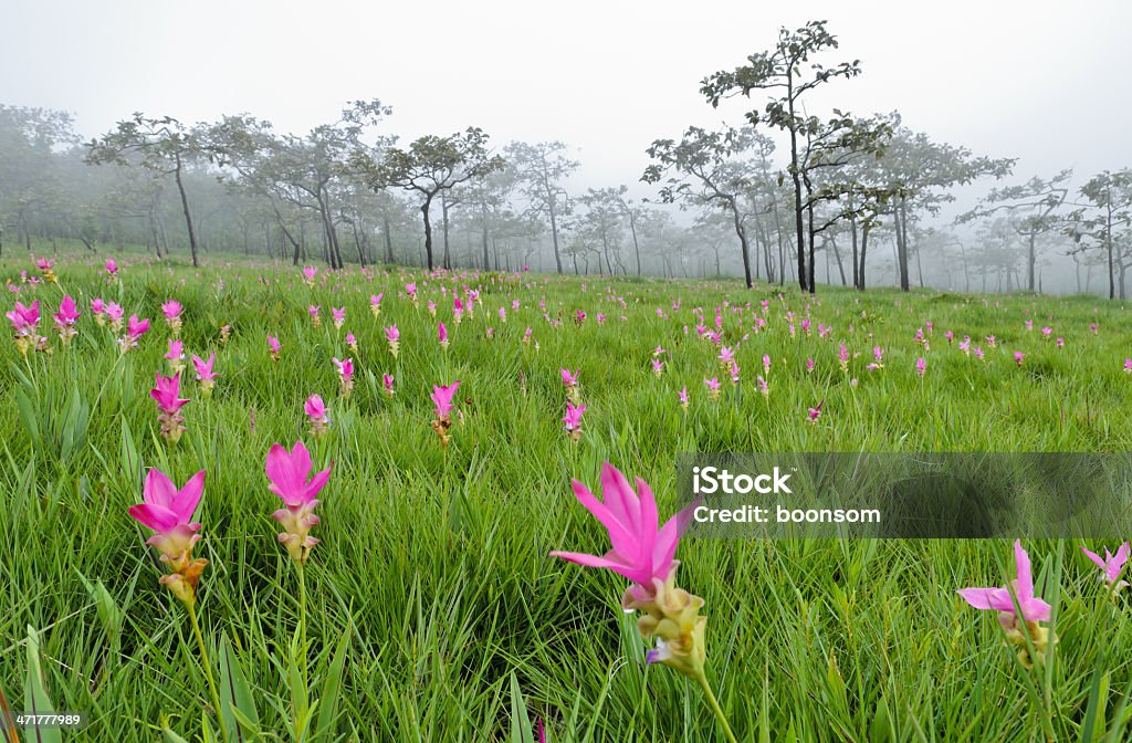 Campo de Tulipa Rosa Siam - Royalty-free Ao Ar Livre Foto de stock