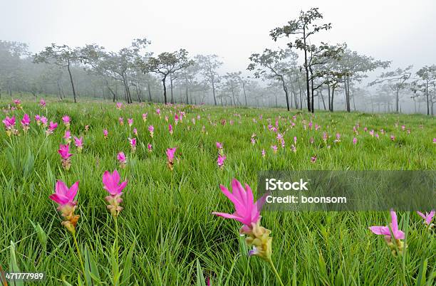 Campo De Tulipa Rosa Siam - Fotografias de stock e mais imagens de Ao Ar Livre - Ao Ar Livre, Botânica - Ciência de plantas, Cabeça de Flor