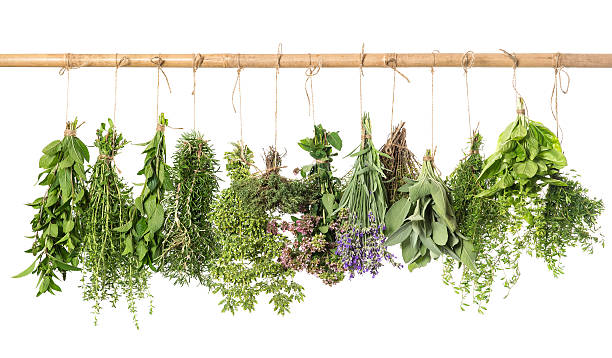 istock varios fresh herbs hanging isolated on white 471778027