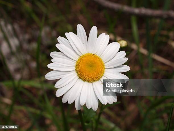 Kamille Stockfoto und mehr Bilder von Blume - Blume, Exotik, Feld