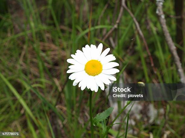 Foto de Camomile e mais fotos de stock de Campo - Campo, Exotismo, Exterior