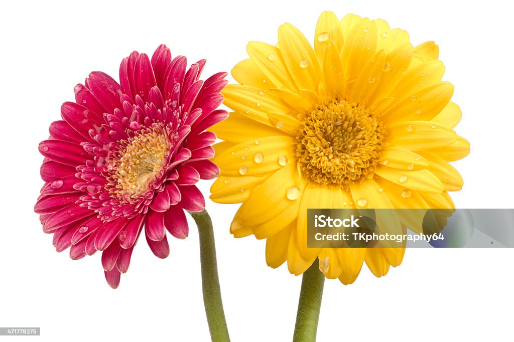 Deux magnifiques fleurs de gerbera - Photo de Arbre en fleurs libre de droits