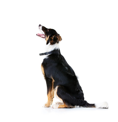 Side view of a happy young border collie sitting patiently and looking up - Isolated on whitehttp://195.154.178.81/DATA/i_collage/pi/shoots/779746.jpg