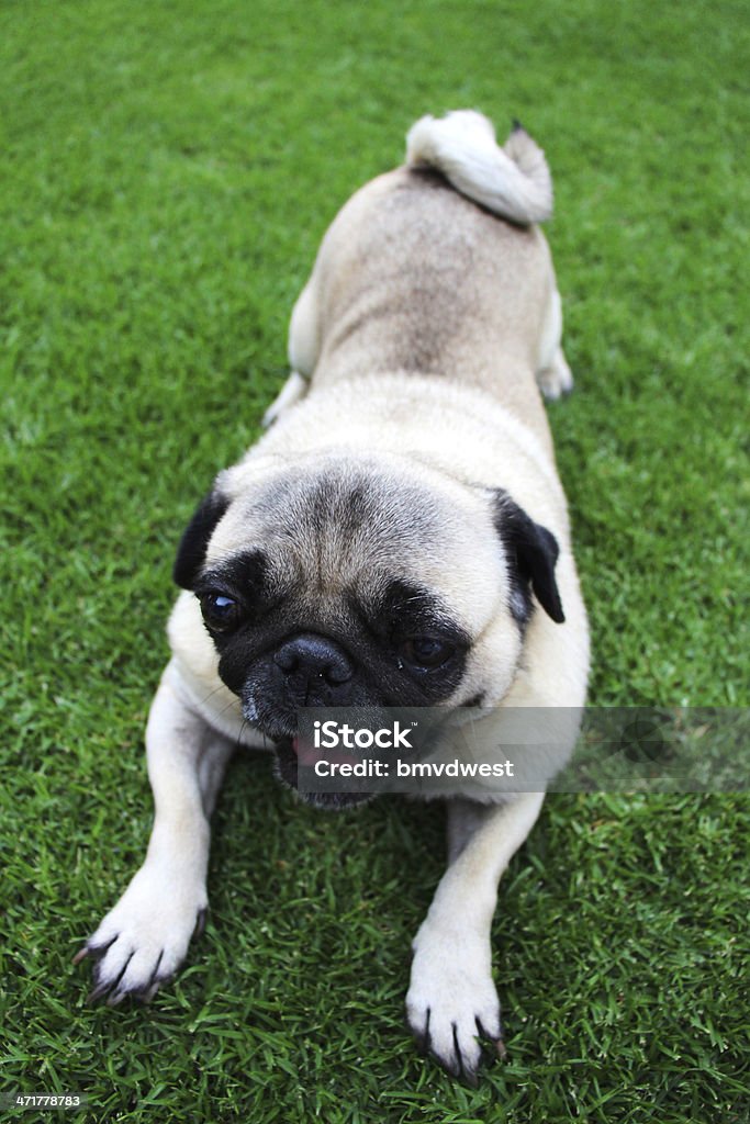 Fofo Biege Pug deitado na relva Bocejar - Royalty-free Amarelo-Acastanhado Foto de stock