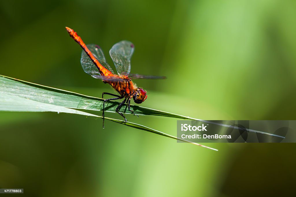 dragonflies - Foto de stock de Animal royalty-free