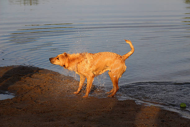 istock Wet Cross Breed Dog Shakes Himself Dry 1 471778821
