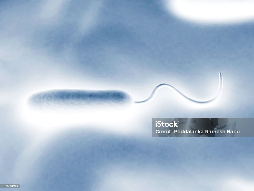 Gram-negative rod-shaped bacteria These Gram-negative rod-shaped bacteria have a single polar flagellum.They are the cause of cholera, an infection of the small intestine that is transmitted to humans via contaminated food or water Bacillus Subtilis Stock Photo