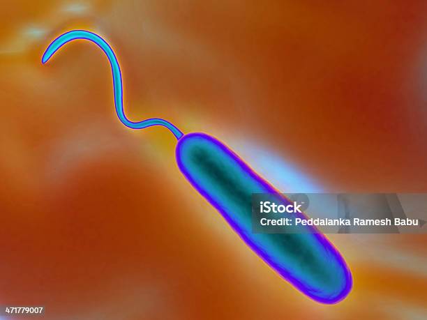 Gramnegativ Rodförmige Bakterien Stockfoto und mehr Bilder von Cholera-Erkrankung - Cholera-Erkrankung, Bacillus subtilis, Bakterie