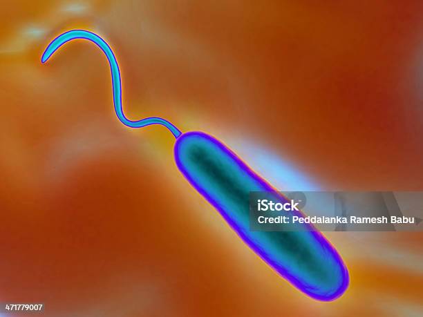 그람 음성 박테리아 로드모양 콜레라균에 대한 스톡 사진 및 기타 이미지 - 콜레라균, 건강 진단, 건강관리와 의술