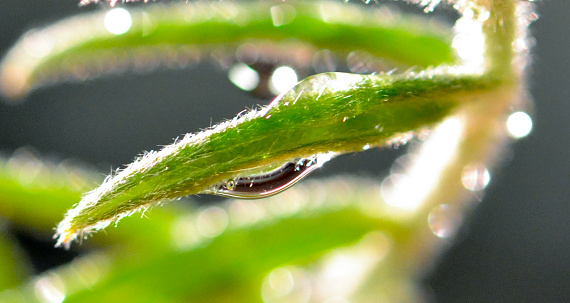 Macro photograph of a water droplet on a leaf.