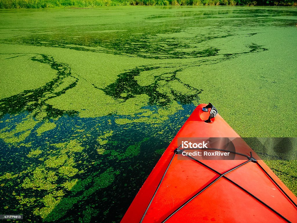 Kayak on algae-covered lake Kayak moving through swirled algae patterns on serene lake. Adversity Stock Photo