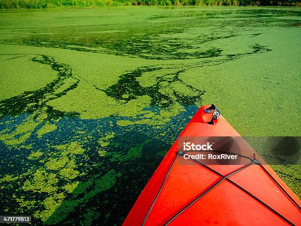 Kayak On Algaecovered Lake Stock Photo - Download Image Now - Adversity, Algae, Beauty In Nature