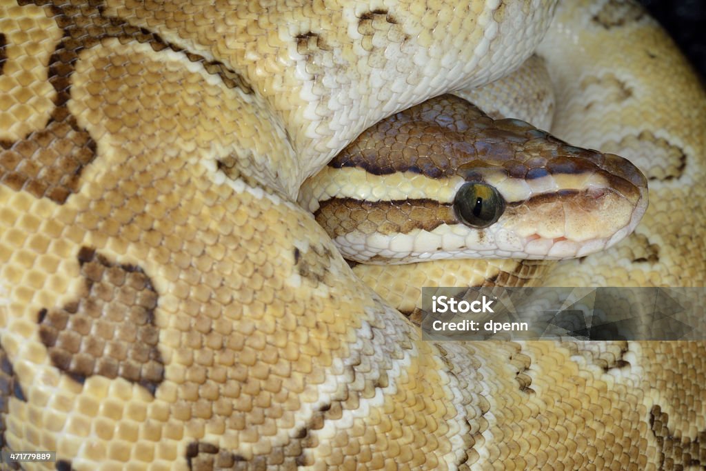 Coiled Ball Python Coiled Ball Python Stock Photo - Download Image Now - Royal Python ...