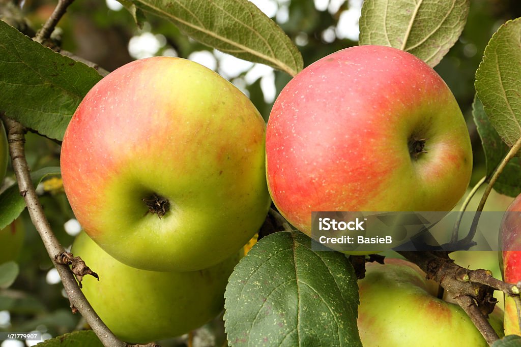 Bio Äpfel im Obstgarten - Lizenzfrei Apfel Stock-Foto