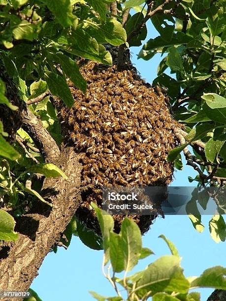 Bienenschwarm Auf Einem Baum Stockfoto und mehr Bilder von Insektenschwarm - Insektenschwarm, Biene, Baum