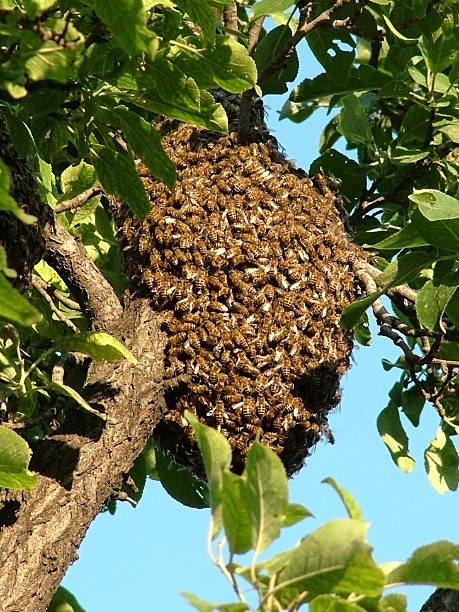 enxame de abelhas em uma árvore - swarm of bees imagens e fotografias de stock