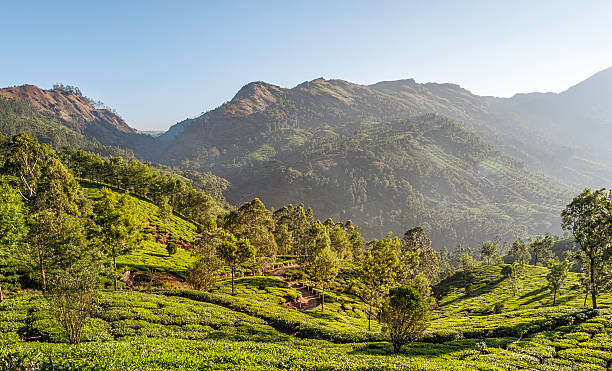 istock Tea plantation, Kannan Devan Hills, Munnar, Kerala, India. 471780303