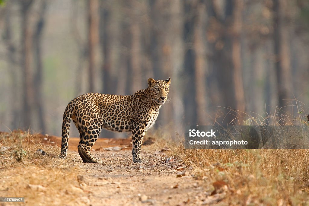 Male Leopard stood in open dry forest A wild male Leopard stood on a track in the dry forests of Nagarhole National Park, Karnataka, Southern India. Taken in the dry season Leopard Stock Photo