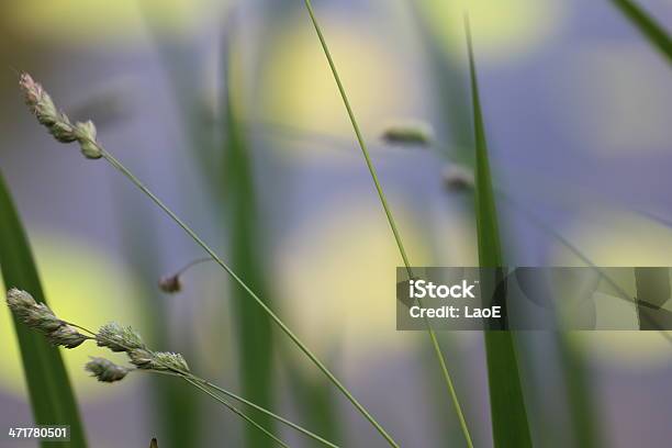 Hierba Foto de stock y más banco de imágenes de Brizna de hierba - Brizna de hierba, Fotografía - Imágenes, Hierba - Pasto