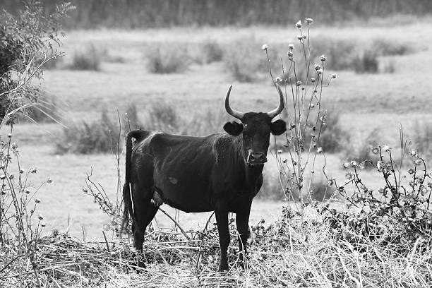 istock Black bull in a barren 471780593