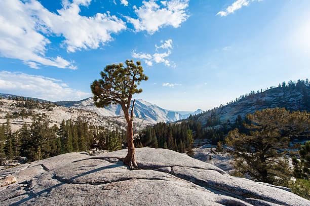 istock Tree on the rock in Yosemite Park 471781141