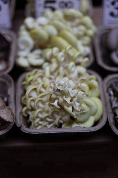 Tree oysters in a basket stock photo