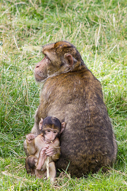 Barbary macaque and baby stock photo