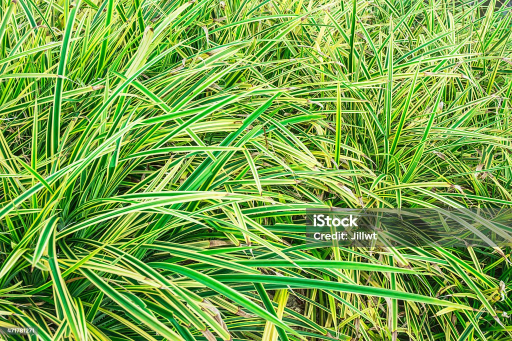 緑の草模様カバー - クローズアップのロイヤリティフリーストックフォト