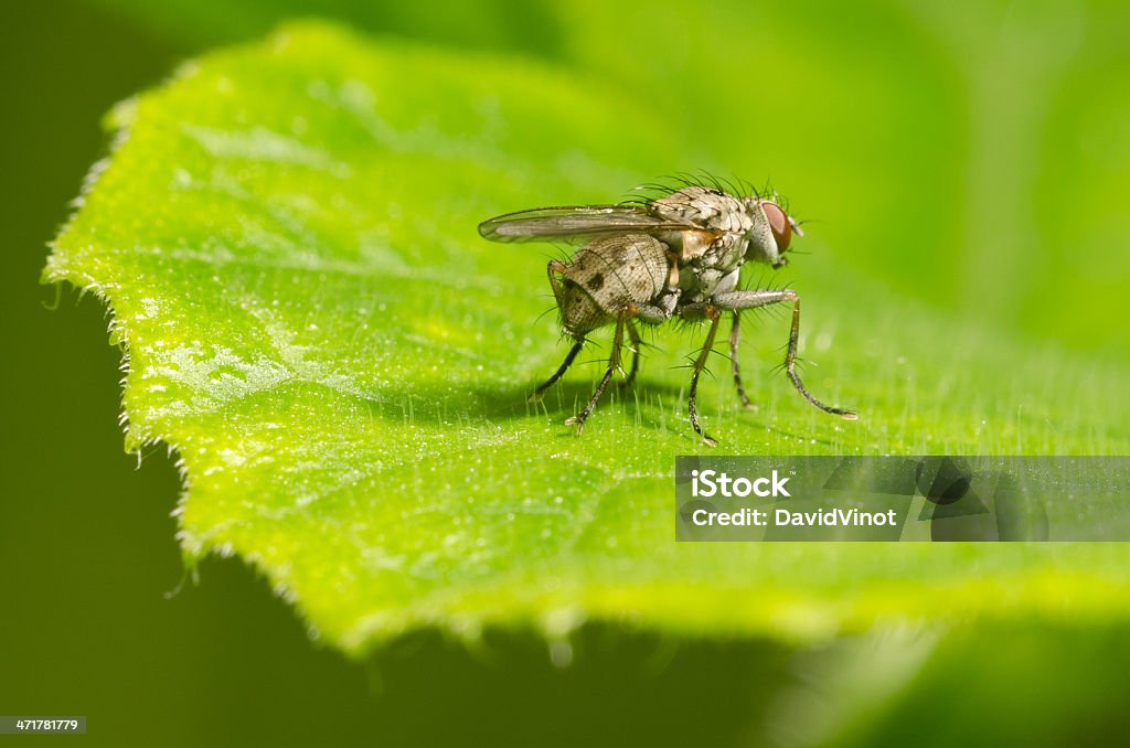 Mosca en una hoja - Foto de stock de Animal libre de derechos