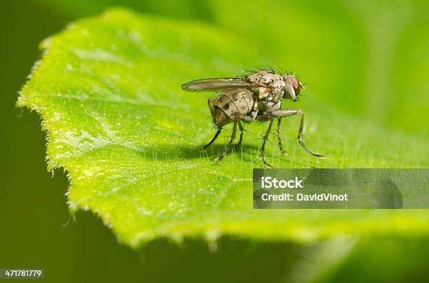 Mosca En Una Hoja Foto de stock y más banco de imágenes de Animal - Animal, Animales salvajes, Detalle de primer plano