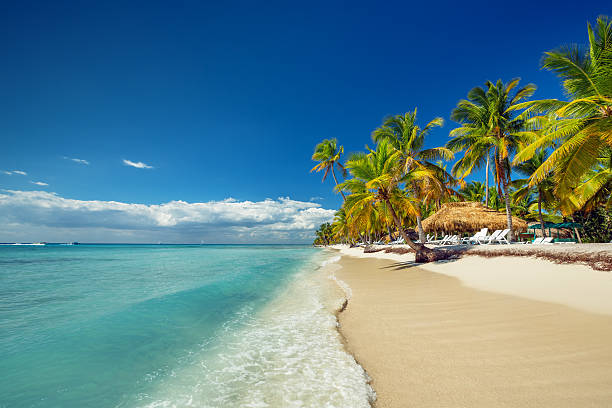 The white sands and palm trees of a tropical beach Landscape of paradise tropical island beach with perfect sunny sky dominican republic stock pictures, royalty-free photos & images
