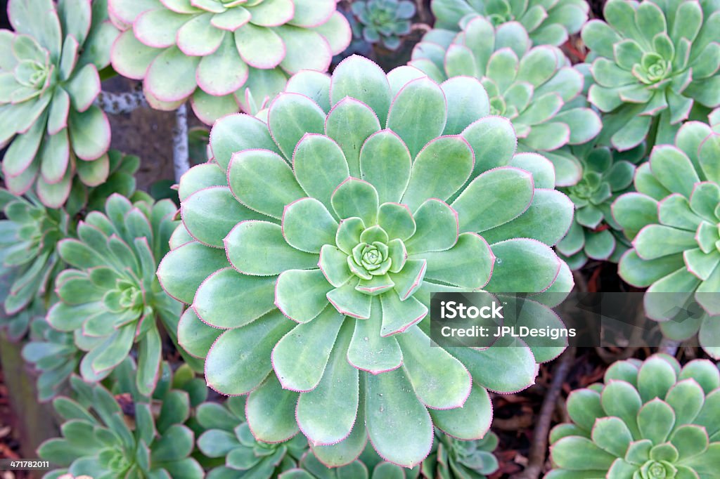 Hen and Chicks Succulent Plant Macro Hen and Chicks Succulent Plant growing in Garden Backyard Macro Closeup Backgrounds Stock Photo
