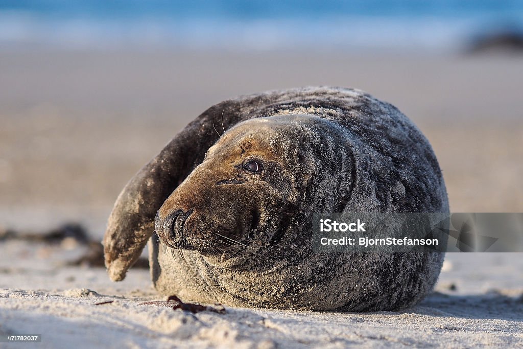 Grey Seal (Halichoerus grypus) Grey Seal (Halichoerus grypus)Grey Seal (Halichoerus grypus) Animal Stock Photo