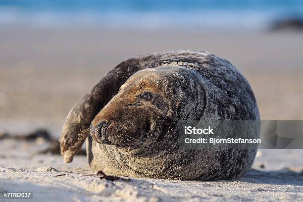 Grey Seal Stock Photo - Download Image Now - Animal, Animal Whisker, Animal Wildlife
