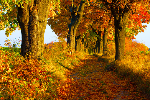 Maple trees alley in the morning