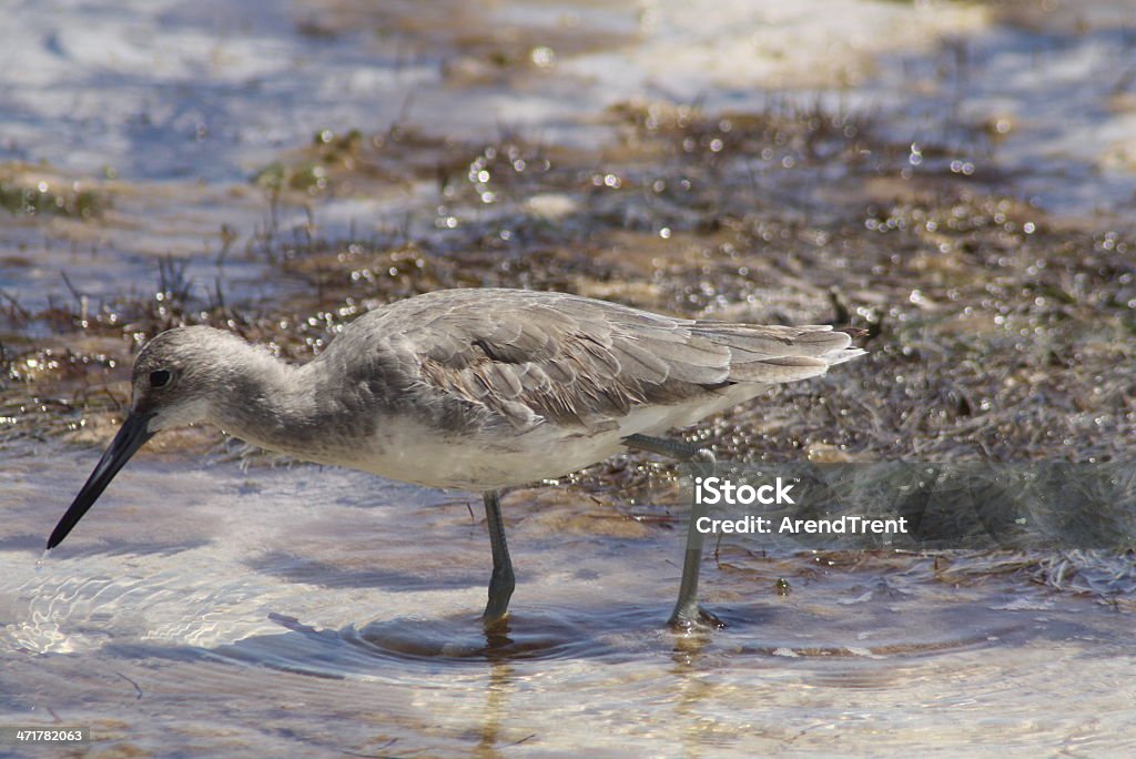 Maçarico-d'asa-branca - Royalty-free Ao Ar Livre Foto de stock