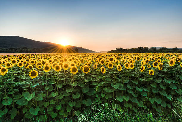 champ de tournesol au coucher du soleil - sunflower flower flower bed light photos et images de collection
