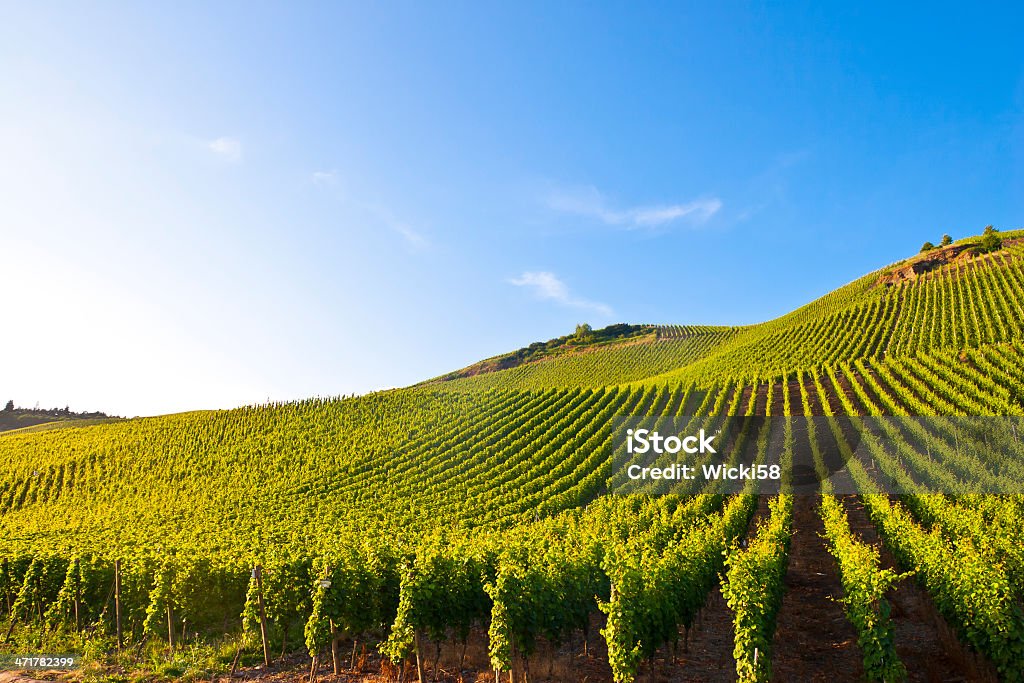 Con lomas Vineyard - Foto de stock de Viña libre de derechos