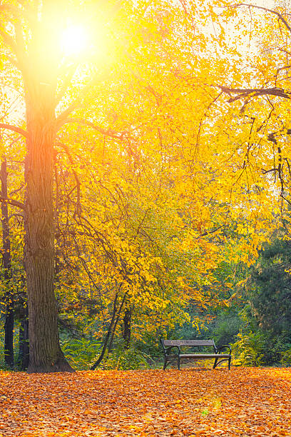 istock Autumn a park bench in Hungary 471782419