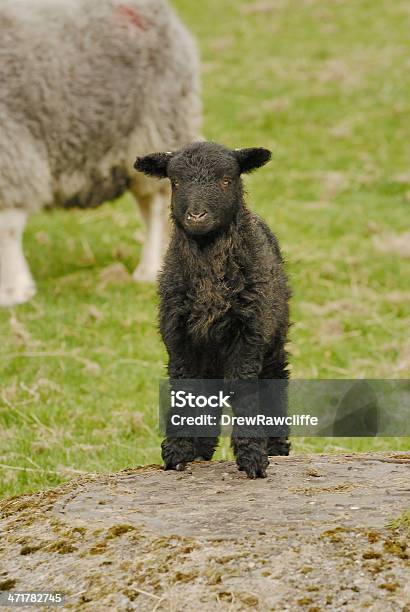 Agnello Nero - Fotografie stock e altre immagini di Agnello - Animale - Agnello - Animale, Ambientazione esterna, Animale