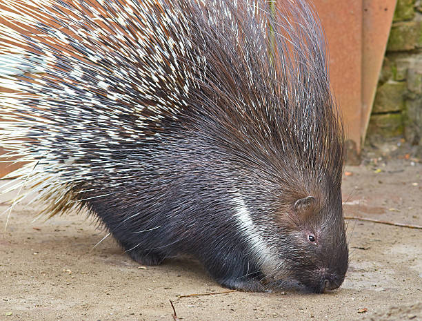 istock Animal Porcupine close up 471782756