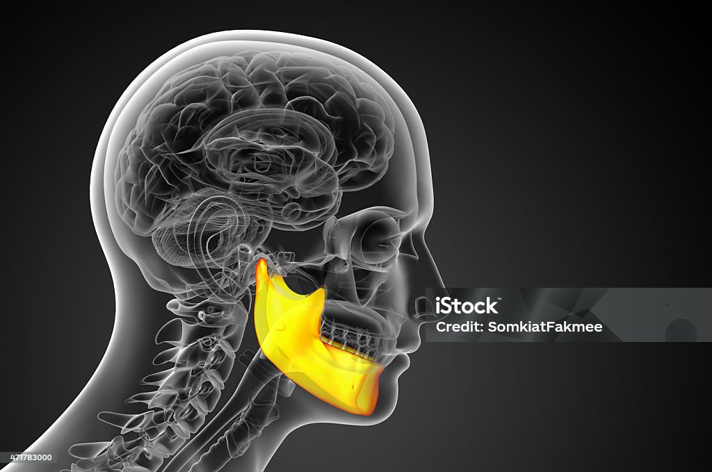 3 D 렌더링됨 일러스트턱뼈 인간의 턱뼈에 대한 스톡 사진 및 기타 이미지 - 인간의 턱뼈, 2015년, 3차원 형태 - iStock